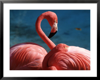 Pink Flamingos by Michele Burgess Pricing Limited Edition Print image