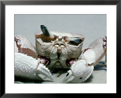 Crab, Shows Independent Eye Movement by Deeble & Stone Pricing Limited Edition Print image