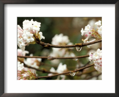 Viburnum Bodnantense by Lynn Keddie Pricing Limited Edition Print image