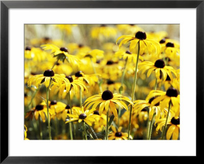 Rudbeckia Fulgida Deamii, Portrait Of Several Yellow Flowers by Lynn Keddie Pricing Limited Edition Print image