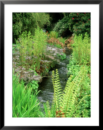 Eryngium Oliveranum by Mark Bolton Pricing Limited Edition Print image