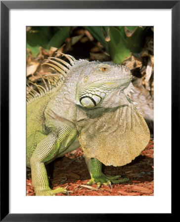 Green Iguana, Central Mexico by Marian Bacon Pricing Limited Edition Print image