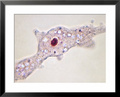 The Protozoan Amoeba Proteus by David M. Dennis Pricing Limited Edition Print image