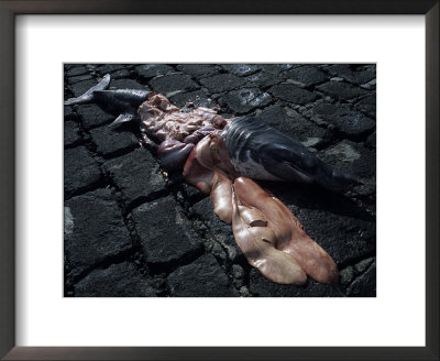 Basking Shark, Liver Displayed, Portugal by Gerard Soury Pricing Limited Edition Print image