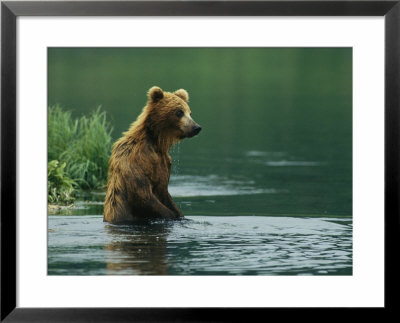 A Brown Bear Standing In Water Hunting For Salmon by Klaus Nigge Pricing Limited Edition Print image