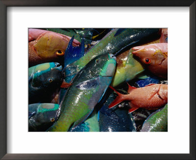 Fish Recently Caught, French Polynesia by Jean-Bernard Carillet Pricing Limited Edition Print image