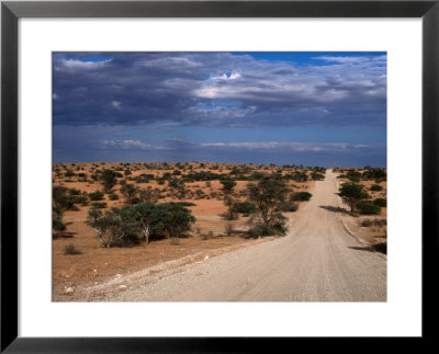 Un-Made Road Cutting Across Scrubby Plains, Kgalagadi Transfrontier Park, South Africa by Ariadne Van Zandbergen Pricing Limited Edition Print image
