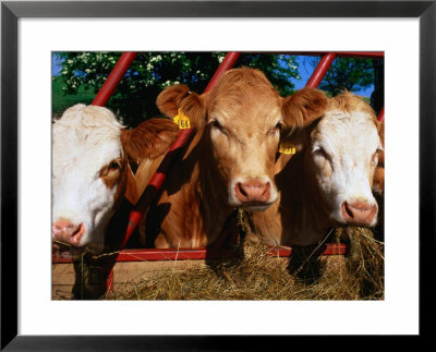 Calves Feeding In The Rural Town Of Kildale, North York Moors National Park, England by Grant Dixon Pricing Limited Edition Print image