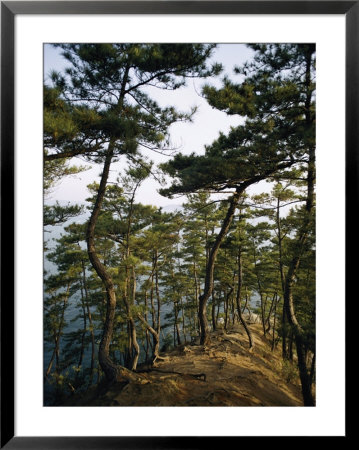 Windblown Trees by James L. Stanfield Pricing Limited Edition Print image