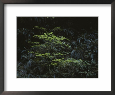 Ferns Growing In The Olympic Peninsulas Temperate Rain Forest by Sam Abell Pricing Limited Edition Print image