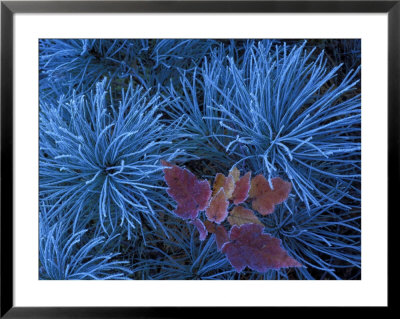 Frosty Maple Seedling In Pine Tree, Wetmore, Michigan, Usa by Claudia Adams Pricing Limited Edition Print image