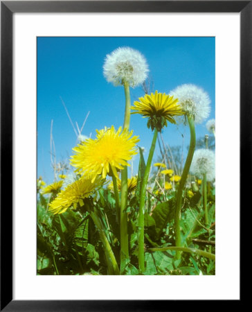 Dandelion, Flowers And Seed Heads, Spring by David Boag Pricing Limited Edition Print image
