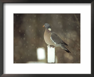 Wood Pigeon, Columba Palumbus On Gravestone In Snow South Yorkshire by Mark Hamblin Pricing Limited Edition Print image