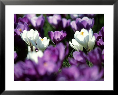 Crocuses, Scotland by Iain Sarjeant Pricing Limited Edition Print image