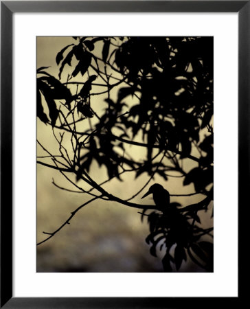 The Silhouette Of A Kingfisher Roosting In A Tree At Sunset by Jason Edwards Pricing Limited Edition Print image