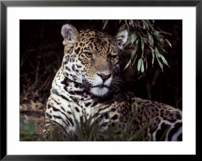 Jaguar Portrait Of Face And Ears, Beautiful Fur Coat Markings, Australia by Jason Edwards Pricing Limited Edition Print image