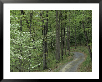 Path Cutting Through The Woods, Blue Ridge Mountains, Virginia by Kenneth Garrett Pricing Limited Edition Print image