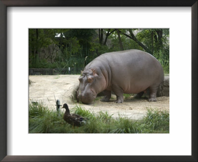 Hippo At The Toledo Zoo by Joel Sartore Pricing Limited Edition Print image