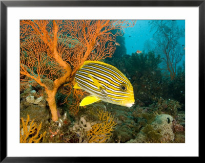 Ribbon Sweetlipsfish By A Sea Fan, Bali, Indonesia by Tim Laman Pricing Limited Edition Print image