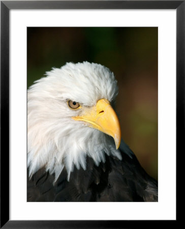 Close Portrait Of A Bald Eagle, Alaska by Ralph Lee Hopkins Pricing Limited Edition Print image