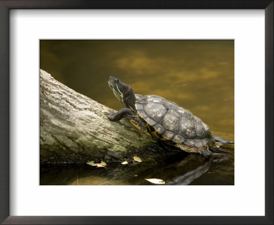 Closeup Of An Unidentified Turtle Swimming To A Log, Singapore by Tim Laman Pricing Limited Edition Print image