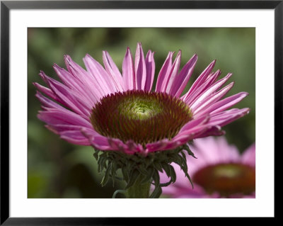Close-Up Of An Echinacea Flower, Groton, Connecticut by Todd Gipstein Pricing Limited Edition Print image