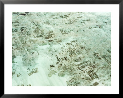 Seaweed Farms Located In The More Isolated Bays Of Zanzibar, Tanzania by Michael Fay Pricing Limited Edition Print image