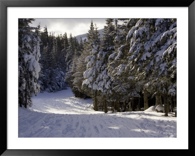Alpine Ski Trail On Wildcat Mountain by Tim Laman Pricing Limited Edition Print image
