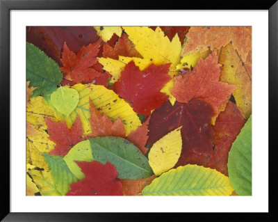 Fall Color Leaves In Door County, Wisconsin by Rich Reid Pricing Limited Edition Print image
