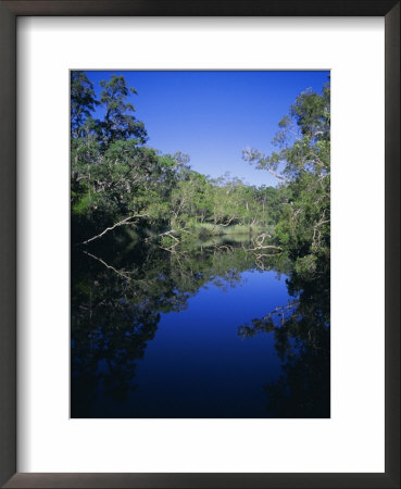 Everglades, Noosa, Queensland, Australia by Rob Mcleod Pricing Limited Edition Print image