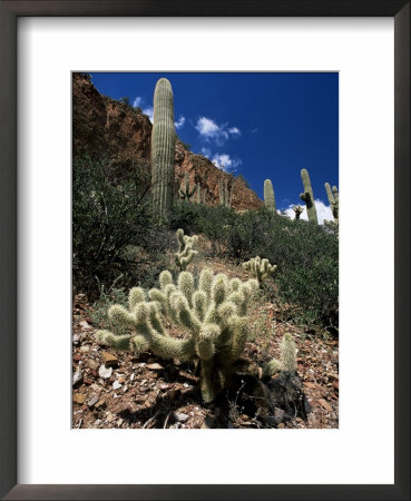 Teddy Bear Cholla (Opuntia Bigelovii), And Saguaro Cacti, Tonto National Monument, Arizona, Usa by Ruth Tomlinson Pricing Limited Edition Print image