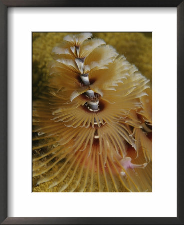 A Close View Of A Christmas Tree Worm by Raul Touzon Pricing Limited Edition Print image