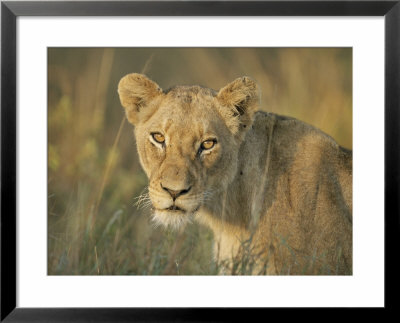 Lioness, Panthera Leo, Kruger National Park, South Africa, Africa by Ann & Steve Toon Pricing Limited Edition Print image