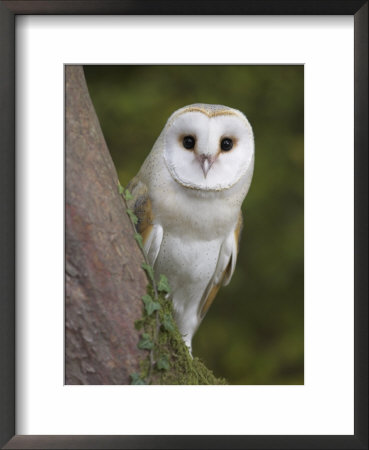 Female Barn Owl, Tyto Alba, World Owl Trust, Muncaster Castle, Ravenglass, Cumbria, Uk, Captive by Ann & Steve Toon Pricing Limited Edition Print image