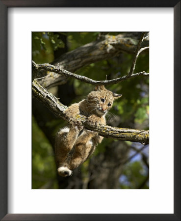 Young Bobcat Hanging Onto A Branch, Minnesota Wildlife Connection, Sandstone, Minnesota, Usa by James Hager Pricing Limited Edition Print image