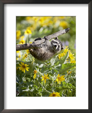 Captive Baby Raccoon Hanging On To A Branch Among Arrowleaf Balsam Root, Bozeman by James Hager Pricing Limited Edition Print image