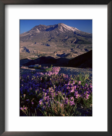 Penstemon Flowers, Washington State, Usa by Colin Brynn Pricing Limited Edition Print image
