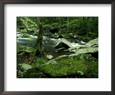 Moss Covered Boulders Along Little River, Tn by Willard Clay Pricing Limited Edition Print image