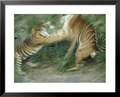 Two Fighting Sumatran Tigers In Blurred Motion by Jason Edwards Pricing Limited Edition Print image