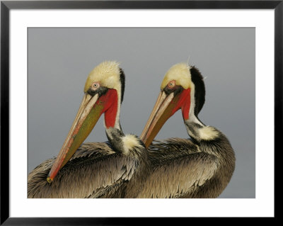 Two Brown Pelicans Preening In Rhythm, La Jolla, California, Usa by Arthur Morris Pricing Limited Edition Print image