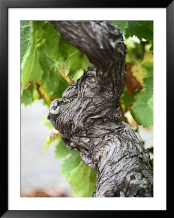 Branch Of Old Vine With Gnarled Bark, Collioure, Languedoc-Roussillon, France by Per Karlsson Pricing Limited Edition Print image