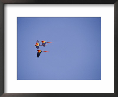 Three Scarlet Macaws Fly Through The Air by Roy Toft Pricing Limited Edition Print image