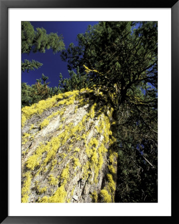 Lichen-Covered Douglas Fir At Little Eight-Mile Lake, North Cascade Mountains, Washington, Usa by William Sutton Pricing Limited Edition Print image