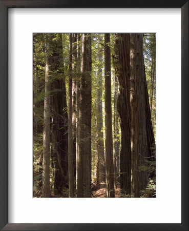 Redwoods, Humboldt County, California, Usa by Ethel Davies Pricing Limited Edition Print image
