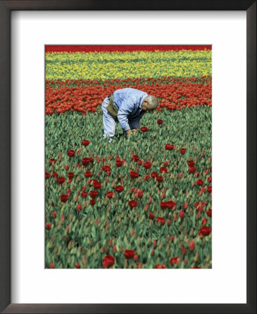 Man Working In Tulip Fields, Near Keukenhof, Holland by Gavin Hellier Pricing Limited Edition Print image