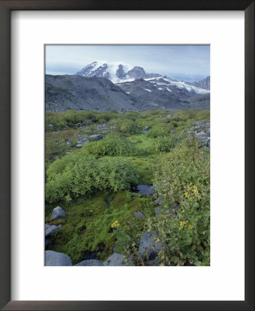 Mossy Fellfield In Paradise Park On 4394M Volcano Mount Rainier, Washington State, Usa by Robert Francis Pricing Limited Edition Print image