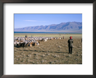 Flock Of Goats, Uureg Nuur Lake, Uvs Province, Mongolia, Central Asia by Bruno Morandi Pricing Limited Edition Print image