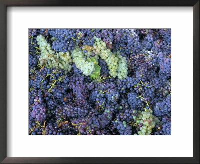 Grapes For Chianti Wine, Chianti, Tuscany, Italy by Bruno Morandi Pricing Limited Edition Print image