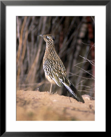 Greater Roadrunner, New Mexico by Elizabeth Delaney Pricing Limited Edition Print image