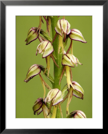 Man Orchid, Flowers Close Up, Uk by David Clapp Pricing Limited Edition Print image
